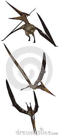 Pteranodon Stock Photo