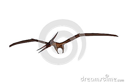 Pteranodon dinosaur flying and looking down for prey. 3D illustration isolated on white with clipping path Stock Photo