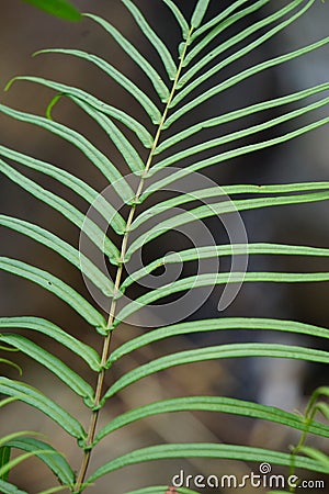 Pteris vittata (Chinese brake, Chinese ladder brake, simply ladder brake, Pakis rem cina) Stock Photo