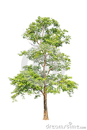 Pterocarpus indicus tree in Thailand Stock Photo