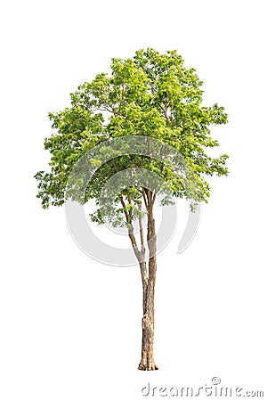 Pterocarpus indicus, tropical tree in Thailand Stock Photo