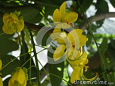 Pterocarpus macrocarpus - burmese padauk Stock Photo