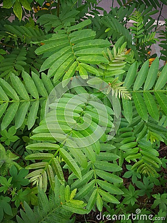 Pterocarya stenoptera Stock Photo