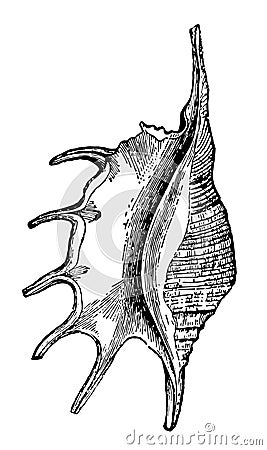 Pteroceras Lambis vintage illustration Vector Illustration