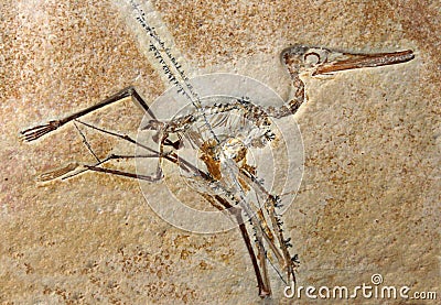 Pterodactylus Elegans Fossil Editorial Stock Photo