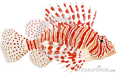 Pterois known as lionfish Vector Illustration