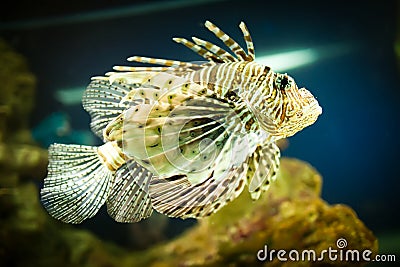 Pterois radiata Stock Photo