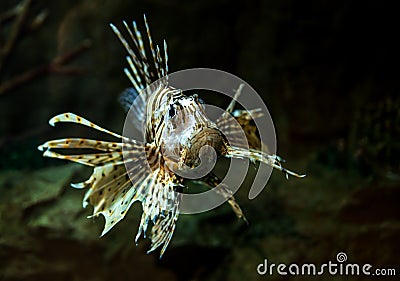 Pterois radiata Stock Photo