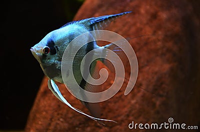 Pterophyllum scalare Stock Photo