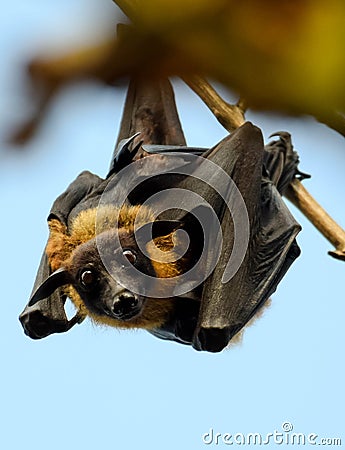 Close view Flying foxe on branch Stock Photo