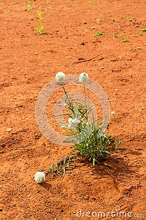 Ptilotus macrocephalus - Australian wildflower Stock Photo