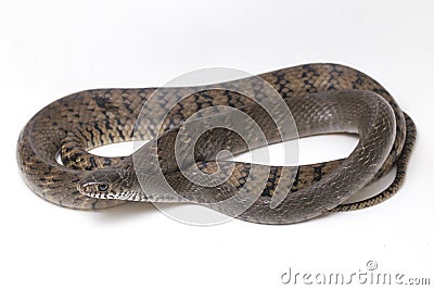 Ptyas mucosa, commonly known as the oriental ratsnake, Indian rat snake, a common species of colubrid snake found in parts of Sout Stock Photo