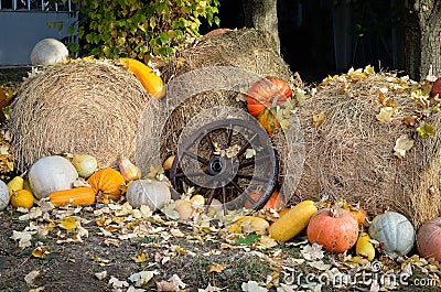 Botanical garden decoration . A pumpkin exhibition on a straw bales background Stock Photo