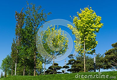 Public landscape city park `Krasnodar` or `Galitsky park` with Norway maples Acer platanoides Princeton Gold spring Stock Photo