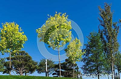 Public landscape city park `Krasnodar` or `Galitsky park` with Norway maples Acer platanoides Princeton Gold spring bright leave Stock Photo