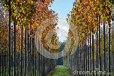 Public and privat garden, parks tree nursery in Netherlands, specialise in medium to very large sized trees, grey alder trees in Stock Photo