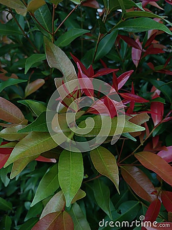 Pucuk Merah (Syzygium myrtifolium) is a shrub that is often used as an ornamental plant. Stock Photo