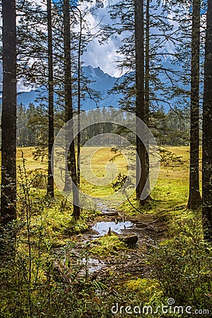 Puddle in the forest Stock Photo