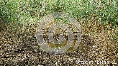 Puddle swamp dig out build an amphibian breeding new excavate pond by hand. Wetland marsh bog with high biodiversity Stock Photo