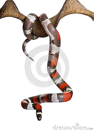 Pueblan milk snake or Campbell's milk snake Stock Photo