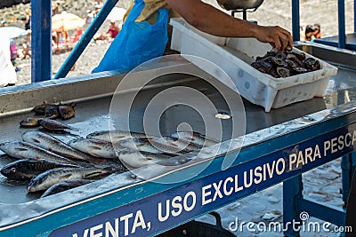 Puerto Cruz, Tenerife, Spain - July 10, 2019: Fisherman after a successful fishing, behind the counter sells his catch of fish and Editorial Stock Photo