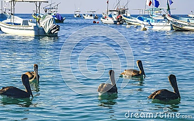 Pelican bird birds swim in water waves Puerto Escondido Mexico Editorial Stock Photo