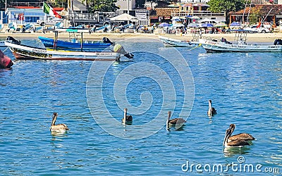 Pelican bird birds swim in water waves Puerto Escondido Mexico Editorial Stock Photo