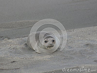 Puerto Madryn - Closeup Seal Elephant Stock Photo