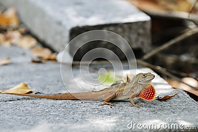 Puerto Rican Crested Anole Stock Photo