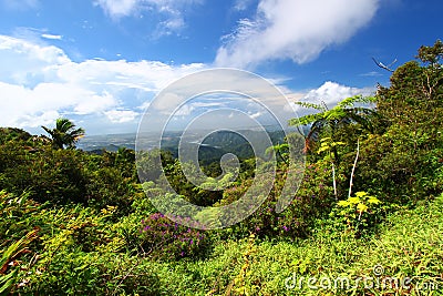 Puerto Rico Forest Stock Photo