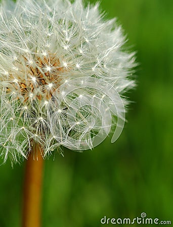 Puff Stock Photo