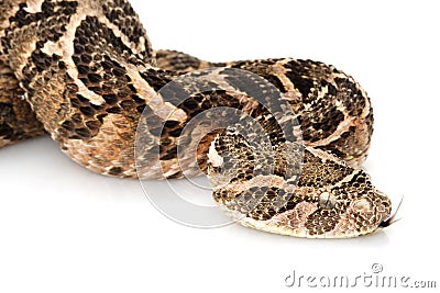 Puff adder Stock Photo