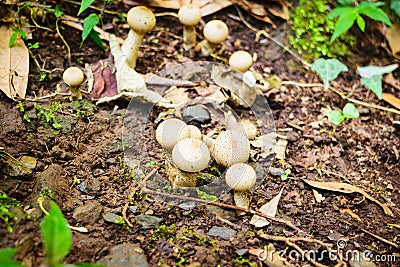 Puff ball fungi Stock Photo