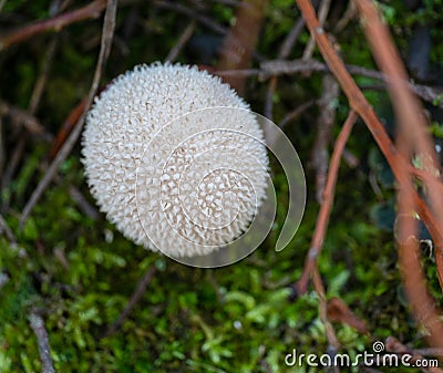 Puffball mushroom macro closeup Stock Photo