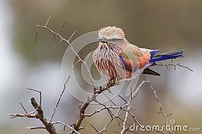 Puffed up purple roller sitting on a branch during cold morning Stock Photo