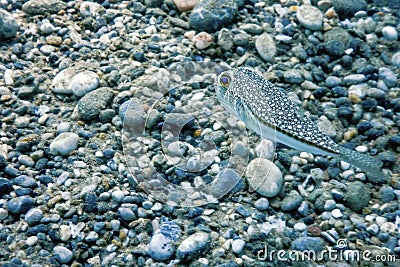 Puffer Fish Swimming Underwater, blowfish, balloonfish, globefish Stock Photo