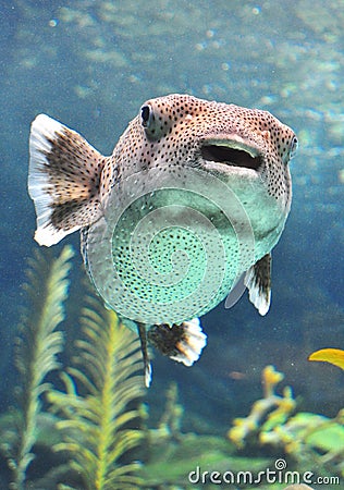 Puffer fish swimming in a water tank. Stock Photo