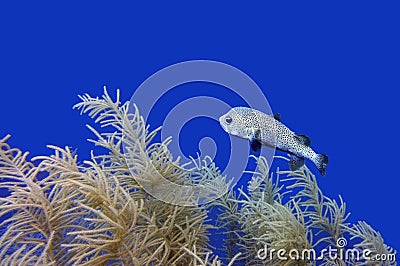 Pufferfish swimming in deep blue water Stock Photo