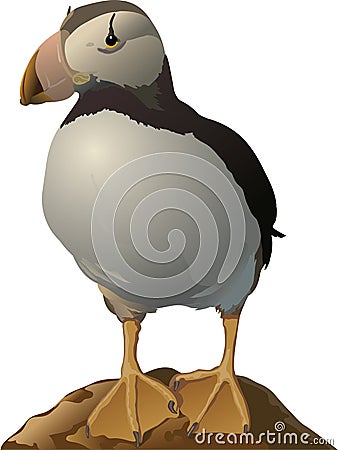 Puffin Vector Illustration