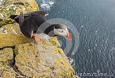 Puffin aboout to take flight on the Latrabjarg cliffs. West Fjords, Iceland Stock Photo
