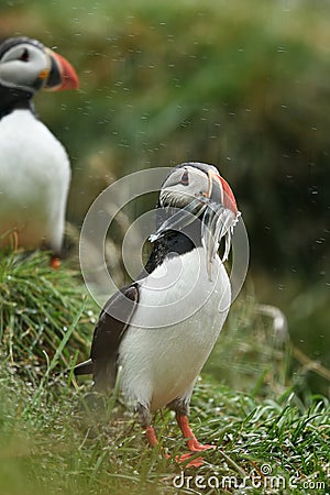 Puffin beak full of fish. Stock Photo