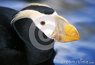 Puffin bird Stock Photo