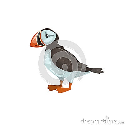 Puffin bird. Cartoon flat design. Vector illustration of arctic bird. Isolated on white Vector Illustration