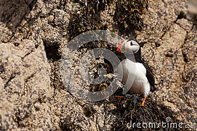 Puffin Stock Photo