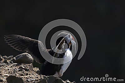 Puffin carrying fish to its burrow on Skomer Island in Pembrokeshire, Wales Stock Photo