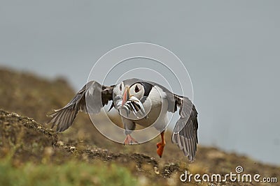 Puffin carrying small fish in its beak on Skomer Island in Wales Stock Photo
