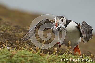 Puffin carrying small fish in its beak on Skomer Island in Wales Stock Photo