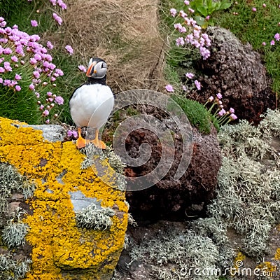 Puffin on the cliff face at Handa Island, small island near Scourie in Sutherland on the north west coast of Scotland UK. Stock Photo