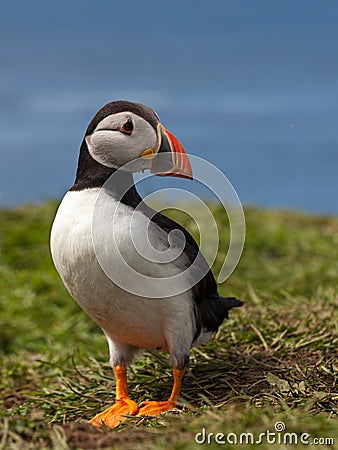 Puffin Stock Photo