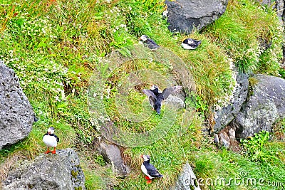 Puffin colony on a grassy cliff near Husavik Stock Photo